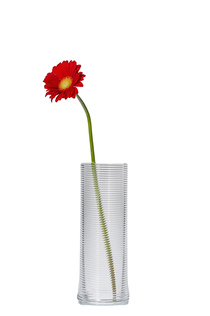 Clear ribbed vase with red gerbera daisy on white